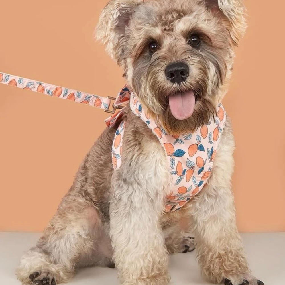 FRUIT PRINT PET HARNESS 🍋🍑